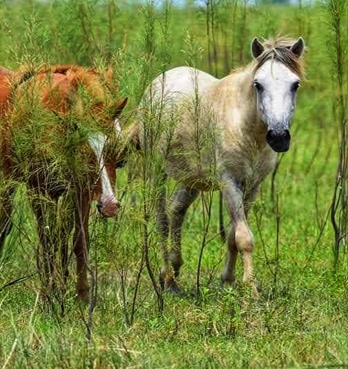 5-Day Eco-Therapy & Healing Retreat Dibru-Saikhowa