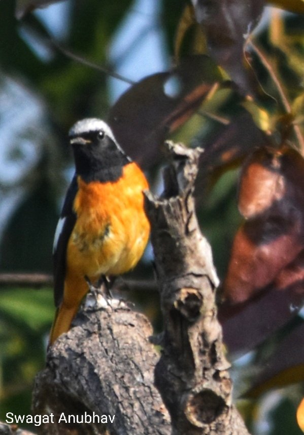 Herbal Handmade Soap